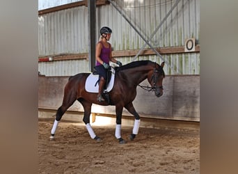 Hanoverian, Mare, 4 years, 16.2 hh, Bay-Dark