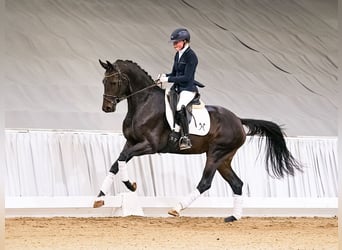 Hanoverian, Mare, 4 years, 16.2 hh, Bay-Dark