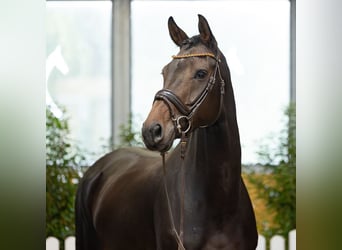 Hanoverian, Mare, 4 years, 16.2 hh, Bay-Dark
