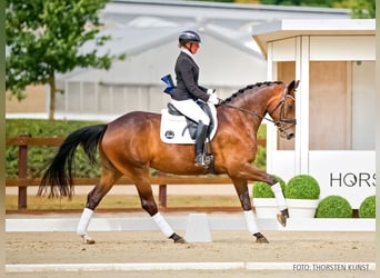 Hanoverian, Mare, 4 years, 16.2 hh, Bay-Dark