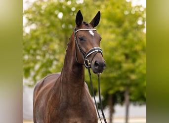 Hanoverian, Mare, 4 years, 16.2 hh, Bay-Dark