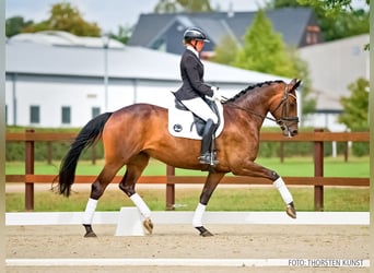Hanoverian, Mare, 4 years, 16.2 hh, Bay-Dark