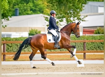 Hanoverian, Mare, 4 years, 16.2 hh, Bay-Dark