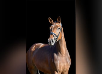 Hanoverian, Mare, 4 years, 16.2 hh, Bay-Dark