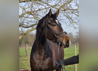 Hanoverian, Mare, 4 years, 16.2 hh, Bay-Dark