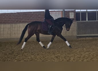 Hanoverian, Mare, 4 years, 16.2 hh, Bay-Dark