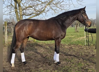 Hanoverian, Mare, 4 years, 16.2 hh, Bay-Dark