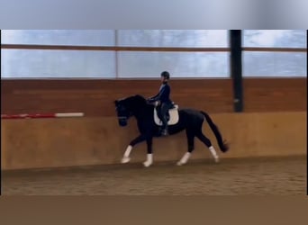 Hanoverian, Mare, 4 years, 16,2 hh, Black