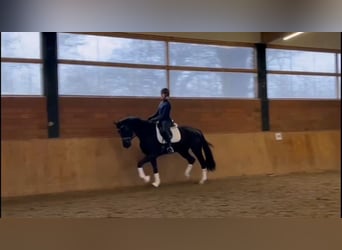 Hanoverian, Mare, 4 years, 16,2 hh, Black