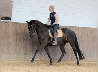 Hanoverian, Mare, 4 years, 16.2 hh, Black