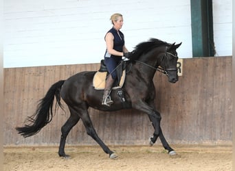 Hanoverian, Mare, 4 years, 16.2 hh, Black
