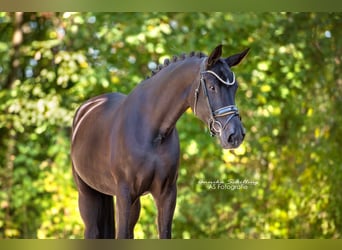 Hanoverian, Mare, 4 years, 16.2 hh, Black