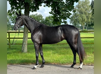 Hanoverian, Mare, 4 years, 16,2 hh, Black