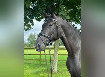 Hanoverian, Mare, 4 years, 16,2 hh, Black