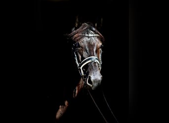 Hanoverian, Mare, 4 years, 16.2 hh, Black