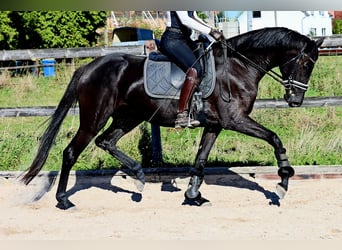Hanoverian, Mare, 4 years, 16.2 hh, Black