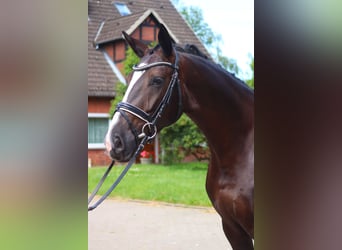 Hanoverian, Mare, 4 years, 16.2 hh, Black