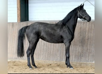 Hanoverian, Mare, 4 years, 16.2 hh, Black