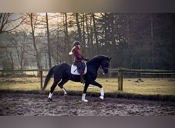 Hanoverian, Mare, 4 years, 16.2 hh, Black