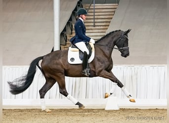 Hanoverian, Mare, 4 years, 16.2 hh, Black