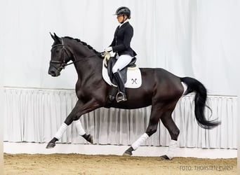 Hanoverian, Mare, 4 years, 16,2 hh, Black