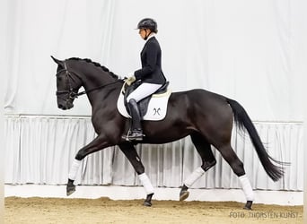 Hanoverian, Mare, 4 years, 16,2 hh, Black