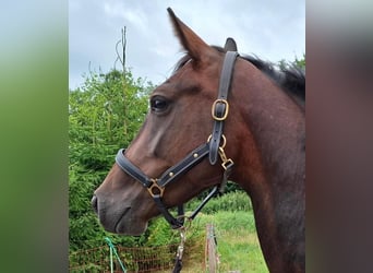 Hanoverian, Mare, 4 years, 16.2 hh, Brown