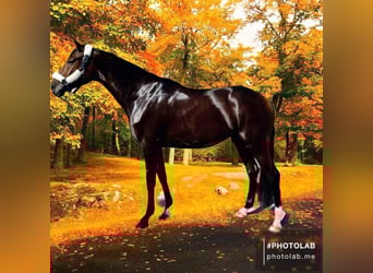 Hanoverian, Mare, 4 years, 16.2 hh, Brown
