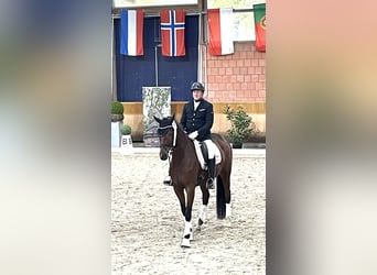 Hanoverian, Mare, 4 years, 16.2 hh, Brown