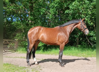 Hanoverian, Mare, 4 years, 16.2 hh, Brown