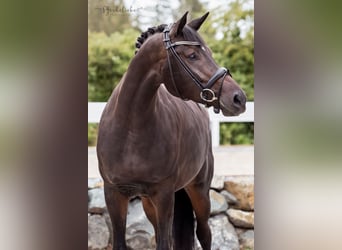 Hanoverian, Mare, 4 years, 16.2 hh, Brown