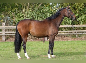 Hanoverian, Mare, 4 years, 16,2 hh, Brown