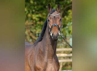 Hanoverian, Mare, 4 years, 16,2 hh, Brown