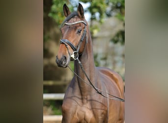 Hanoverian, Mare, 4 years, 16,2 hh, Brown