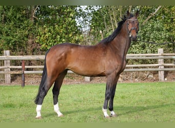 Hanoverian, Mare, 4 years, 16,2 hh, Brown