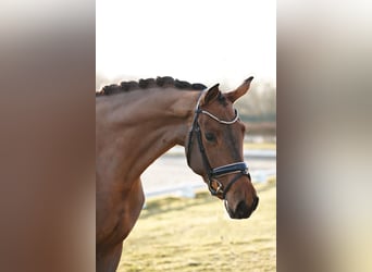 Hanoverian, Mare, 4 years, 16,2 hh, Brown