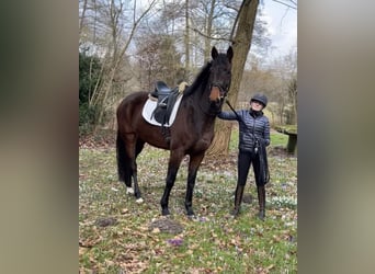 Hanoverian, Mare, 4 years, 16,2 hh, Brown