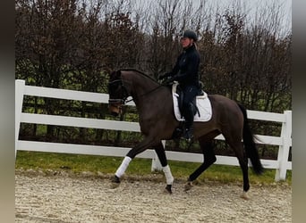 Hanoverian, Mare, 4 years, 16,2 hh, Brown