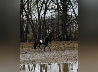 Hanoverian, Mare, 4 years, 16,2 hh, Brown