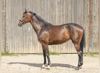 Hanoverian, Mare, 4 years, 16,2 hh, Brown