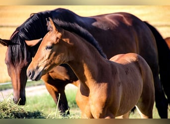 Hanoverian, Mare, 4 years, 16.2 hh, Brown