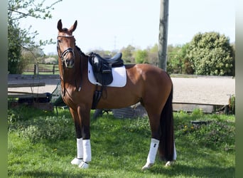 Hanoverian, Mare, 4 years, 16.2 hh, Brown