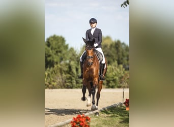 Hanoverian, Mare, 4 years, 16.2 hh, Brown
