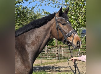 Hanoverian, Mare, 4 years, 16.2 hh, Brown