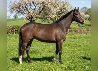 Hanoverian, Mare, 4 years, 16.2 hh, Brown