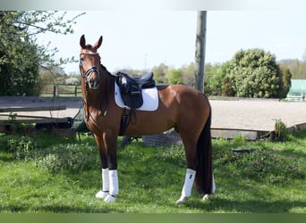 Hanoverian, Mare, 4 years, 16.2 hh, Brown
