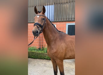 Hanoverian, Mare, 4 years, 16.2 hh, Brown-Light
