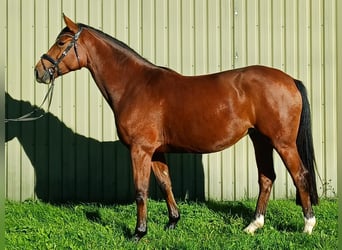 Hanoverian, Mare, 4 years, 16.2 hh, Brown