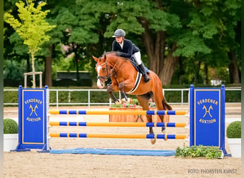 Hanoverian, Mare, 4 years, 16.2 hh, Brown