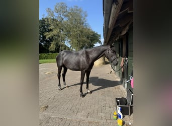 Hanoverian, Mare, 4 years, 16,2 hh, Can be white